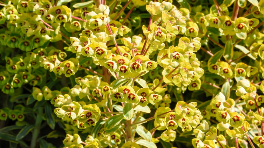 Euphorbia Ascot Rainbow Euphorbia Ascot Rainbow