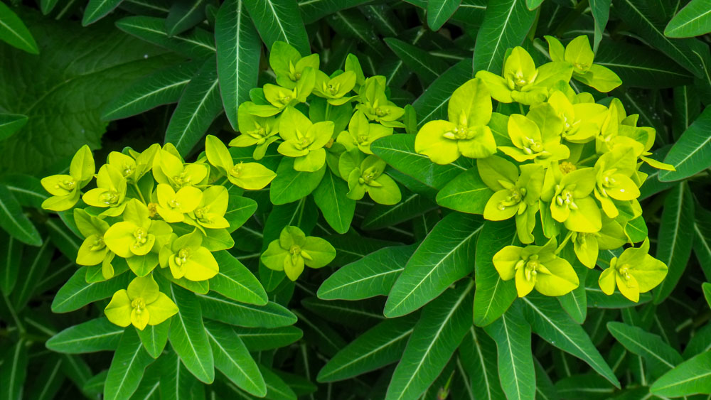 Euphorbia cornigera Euphorbia cornigera