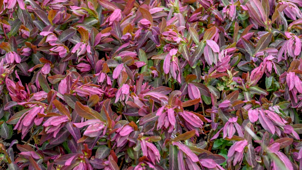 Euphorbia dulcis Chameleon Euphorbia dulcis Chameleon