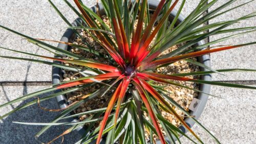 Fascicularia bicolour 1