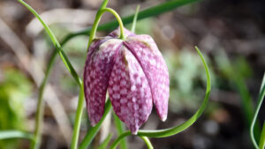 Fritillaria meleagris