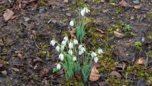 Galanthus nivalis