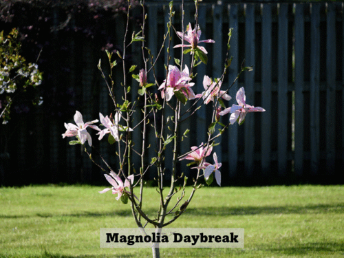 Garden -03-05-26