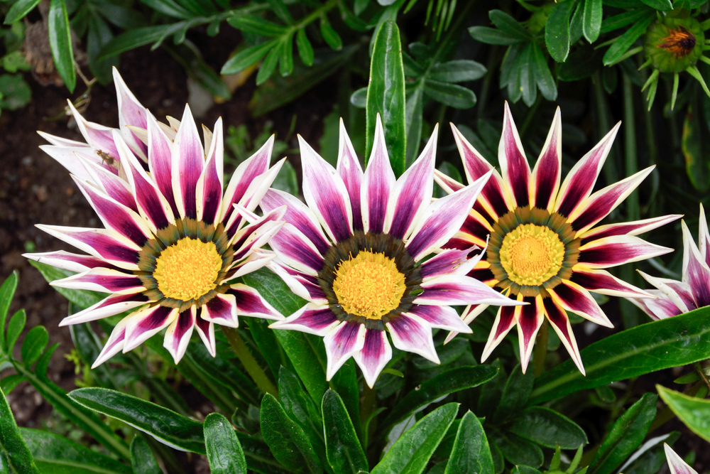 Gazania bicolour1
