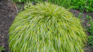 Hakenchloa-macra-aureolum