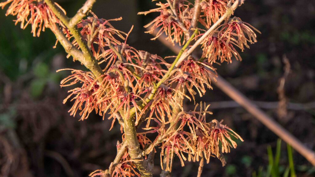 Hamamelis mollis Orange beauty low res