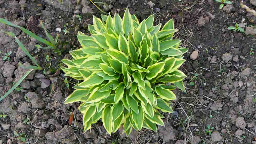 Hosta Little Wonder 01 Hosta Little Wonder 01