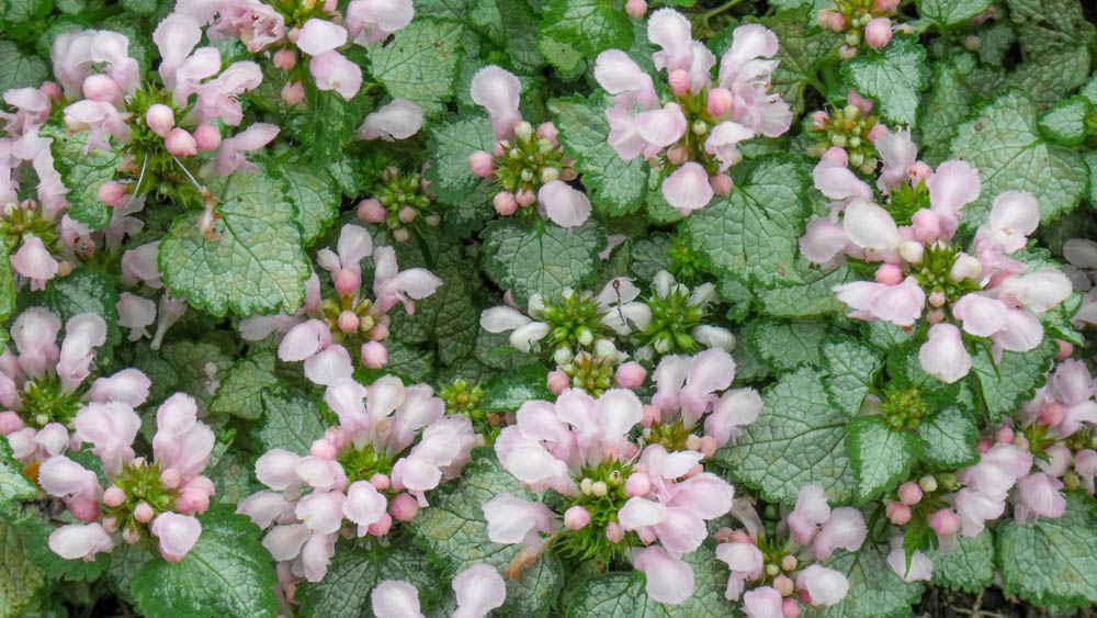 Lamium maculatum Wootton Pink Lamium-maculatum-Wootton-Pink