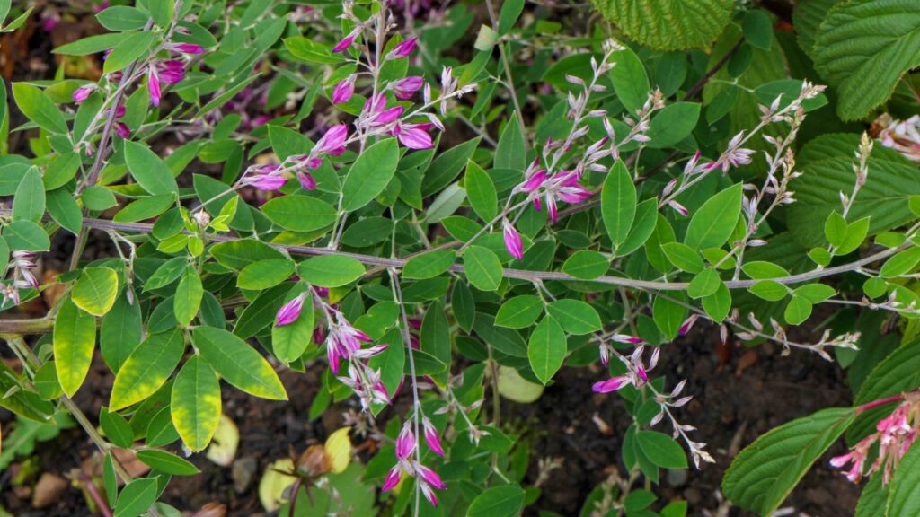 Lespedeza thunbergii Lespedeza thunbergii