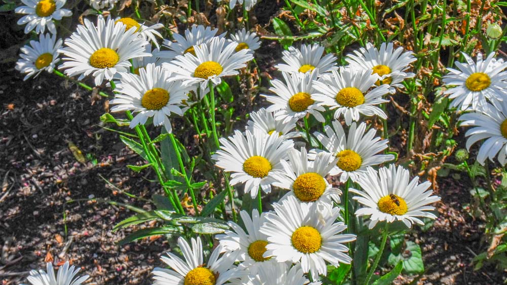 Leucanthemum vulgare Silver Queen1(ebg08-09)-2 Leucanthemum-vulgare-Silver-Queen