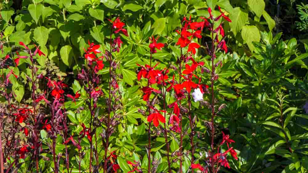 Lobelia cardinalis Bees Flame-3 Lobelia cardinalis Bees Flame-