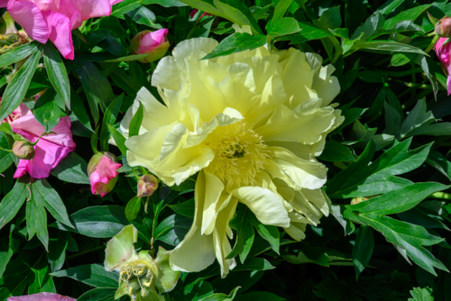 Low res Paeonia (1 of 1)-2