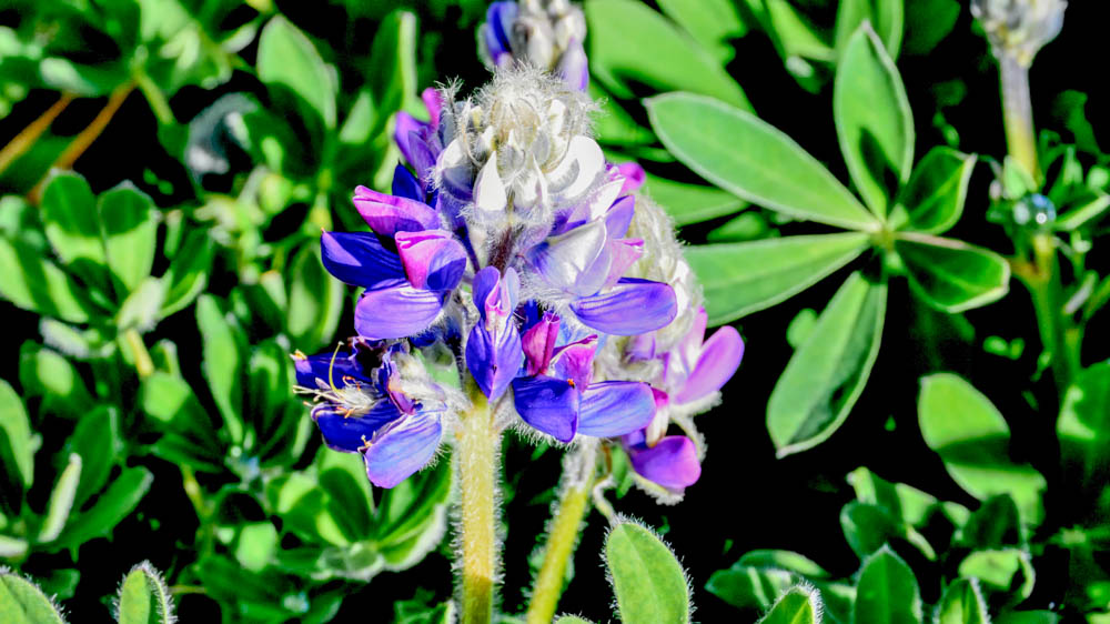 Lupin Blue ice Lupin Blue ice