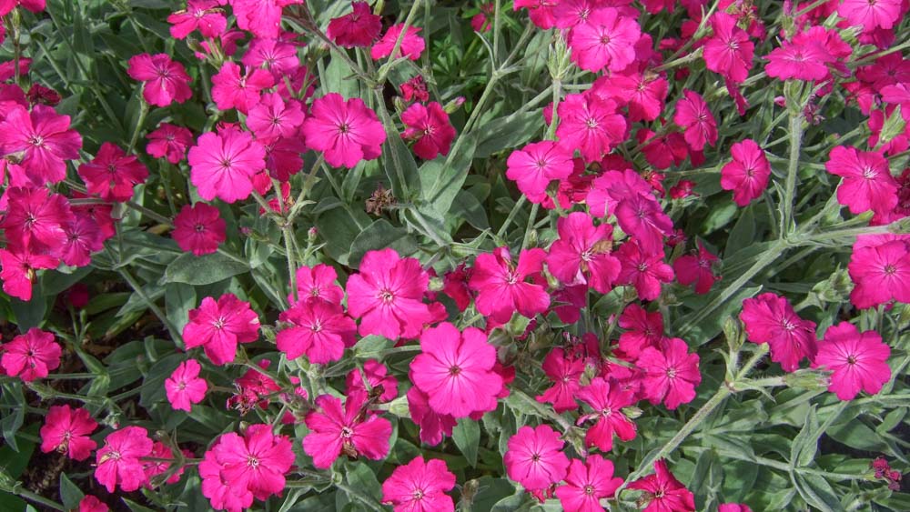 Lychnis arkwrightii (ebg1) Lychnis arkwrightii