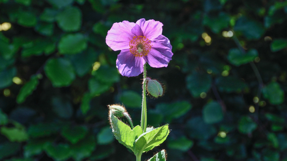Meconopsis Hensol Violet 1 Meconopsis-Hensol-Violet