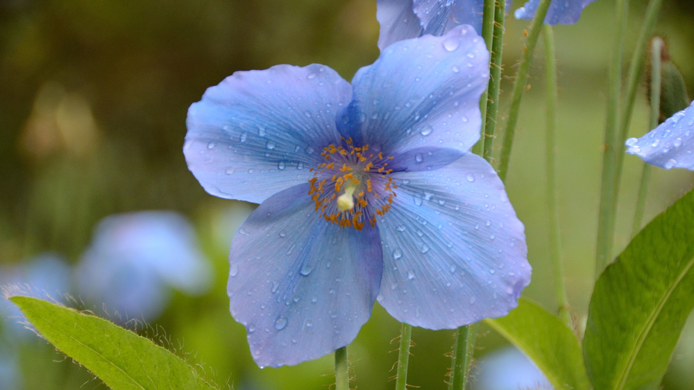 Meconopsis Slieve Donard 2 Meconopsis Slieve Donard