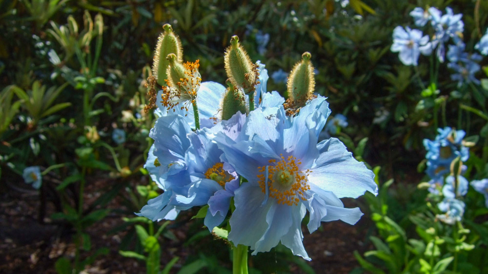 Meconopsis betonicifolium (ebg1) Meconopsis betonicifolium