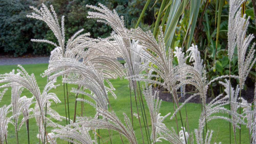 Miscanthus sin Kaskade Miscanthus sinensis Kaskade