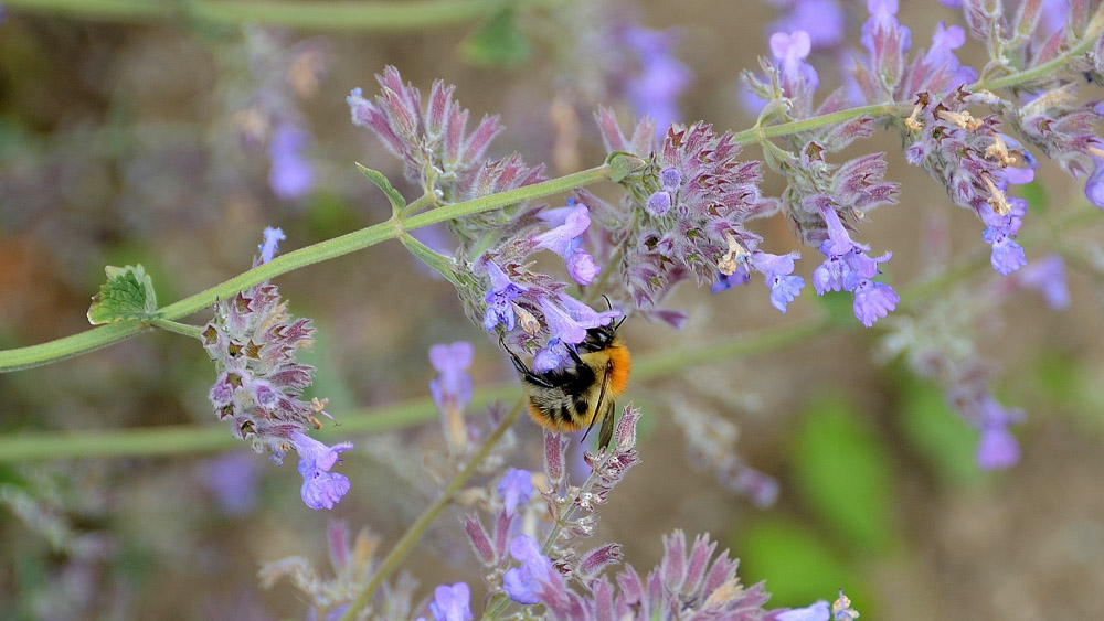 Nepeta_Plus bee3 Nepeta_Plus bee