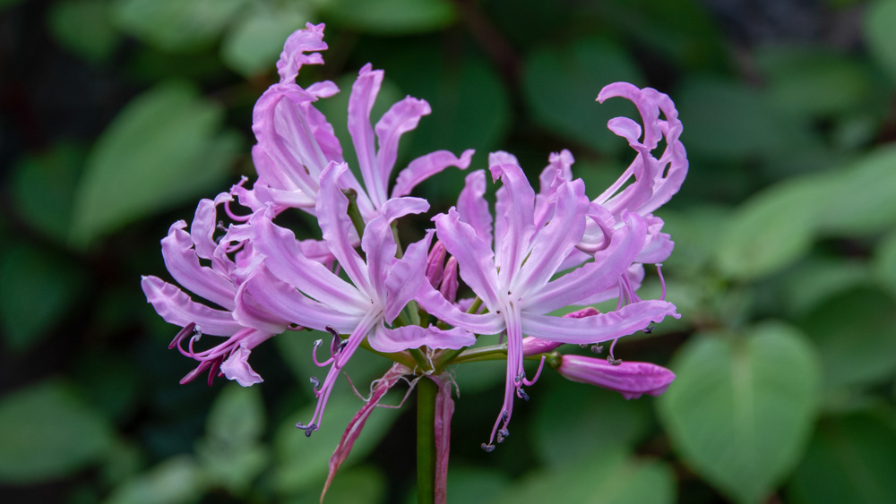 Nerine Lord Grenville Nerine Lord Grenville
