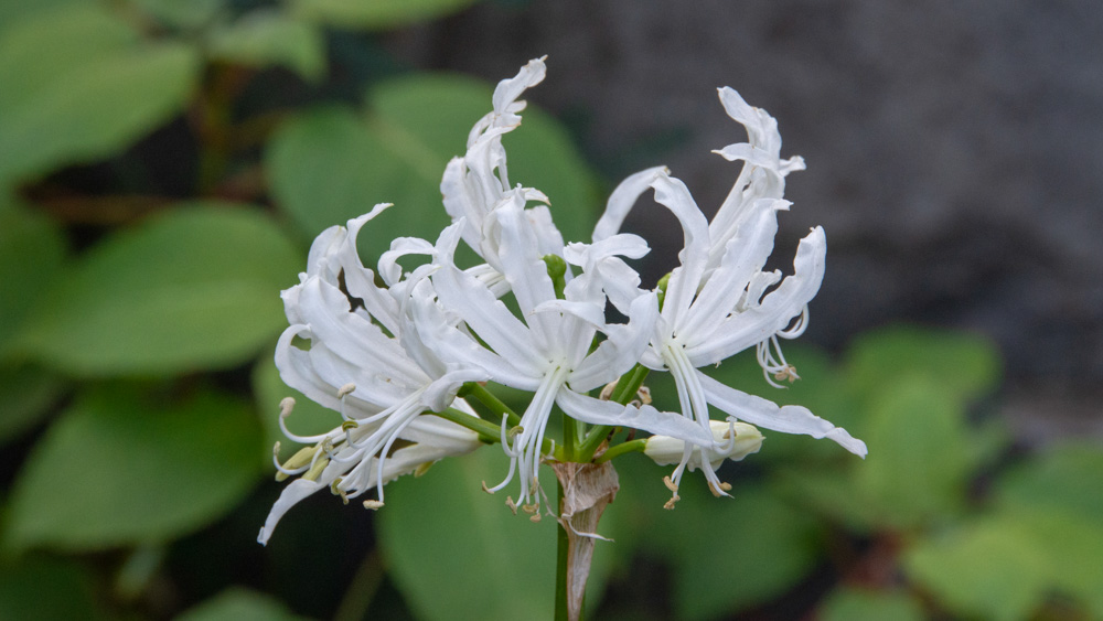 Nerine flexuosa Alba Nerine flexuosa Alba