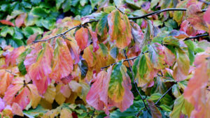 Parrotia persica