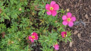 Potentilla Bella Bellissima