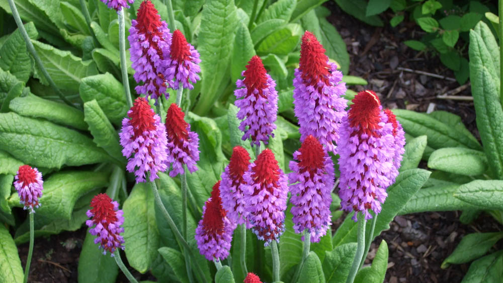 Primula vialii (ebg1) Primula vialii