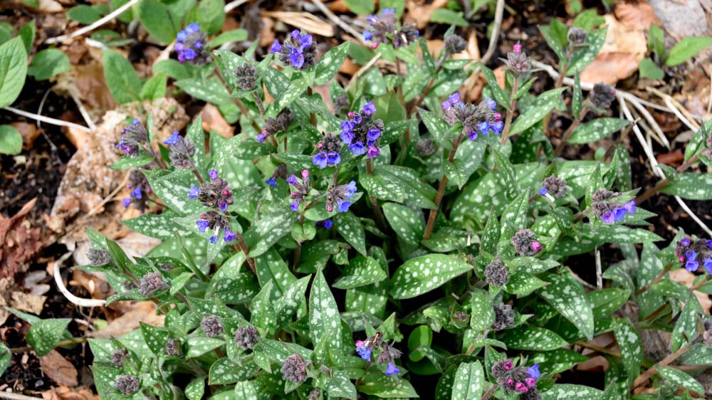 Pulmonaria officinalis Pulmonaria officinalis