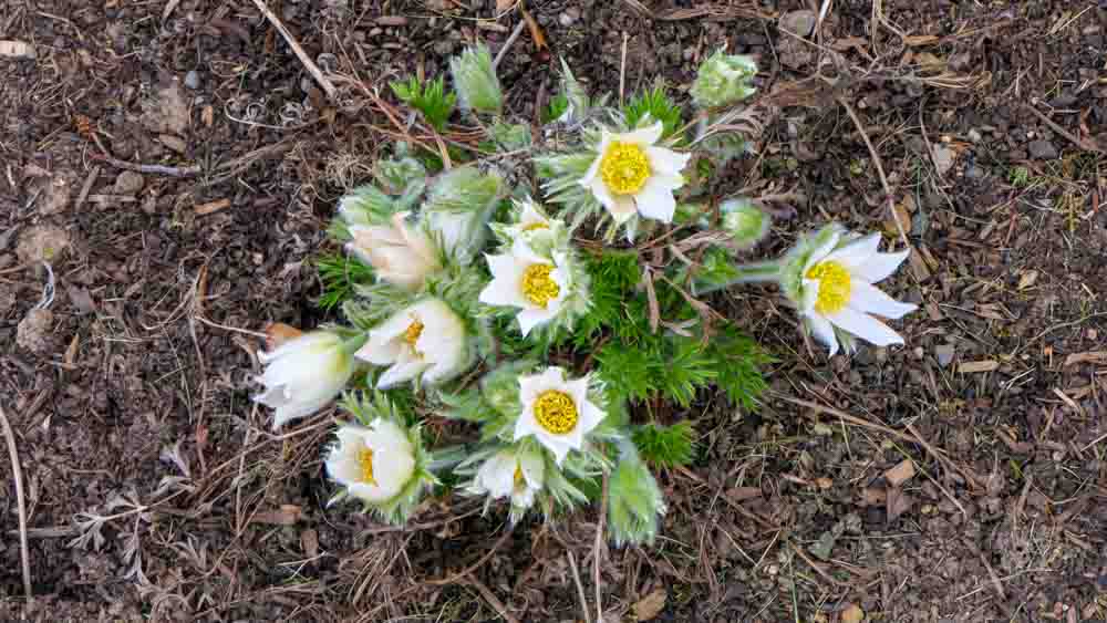 Pulsatilla alba Pulsatilla alba