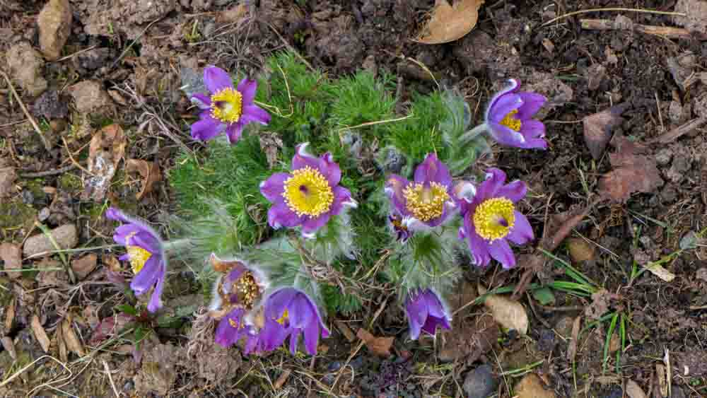Pulsatilla vulgaris Pulsatilla vulgaris
