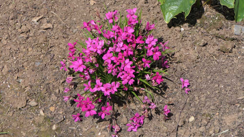 Rhodoxis Sonja Rhodoxis Sonja