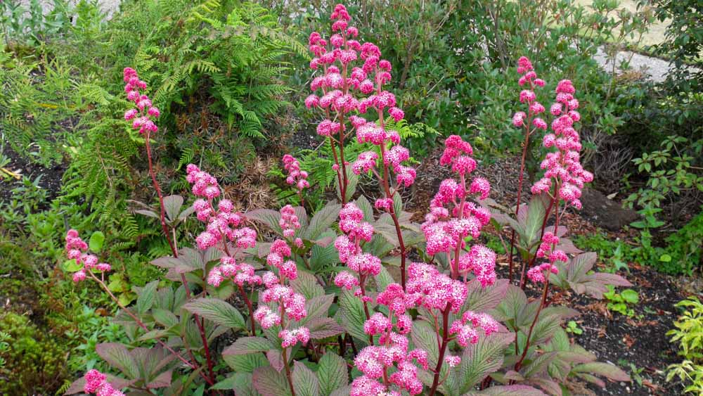 Rodgersia pinnata (lbg) Rodgersia pinnata