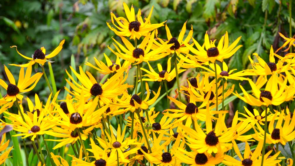 Rudbeckia Goldstrum Rudbeckia Goldstrum