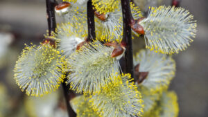 Salix caprea pendula Salix caprea pendula