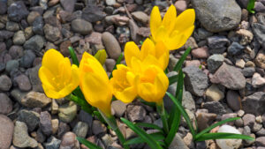 Sterbergia lutea