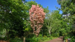 Toona sinensis Flamingo Toona sinensis Flamingo