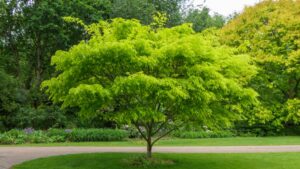 Zelkova Kiwi Sunset Zelkova Kiwi Sunset