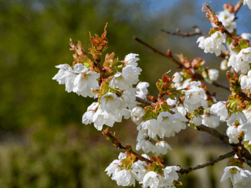 gif -16-04-26 Garden